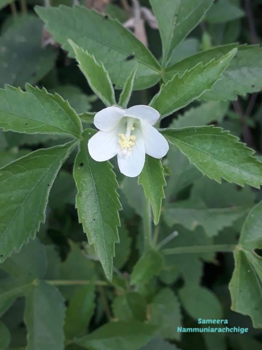 Hibiscus lobatus (Murray) Kuntze